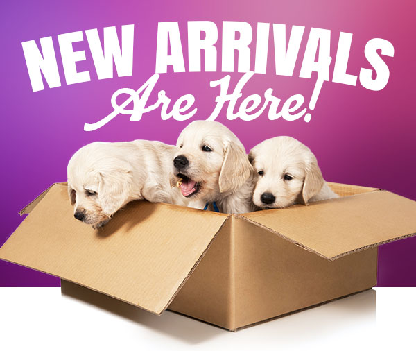 New Arrivals Are Here!