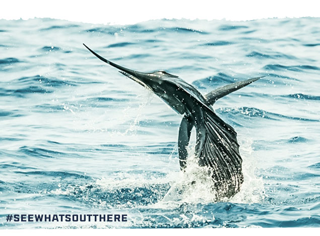 

#SEEWHATSOUTTHERE

									