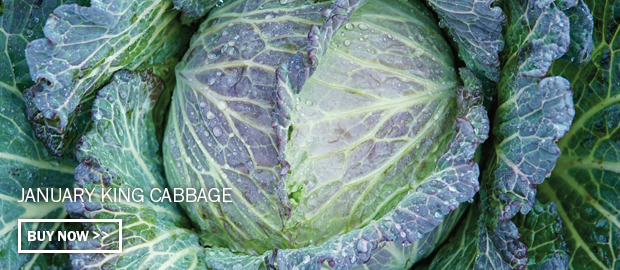 Click here to buy January King Cabbage
