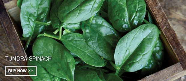 Click here to buy Tundra Spinach