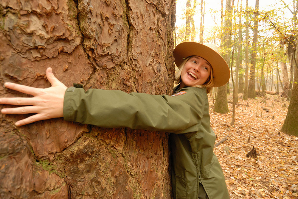 A park ranger hugs a giant tree