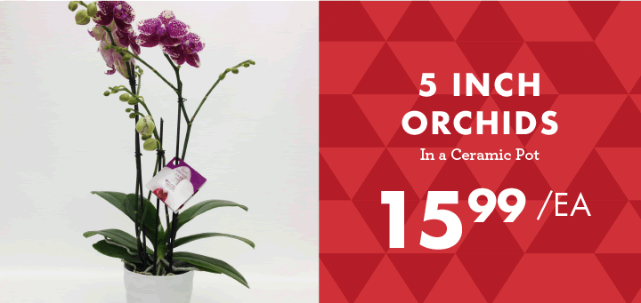 5 Inch Orchids - $15.99 each