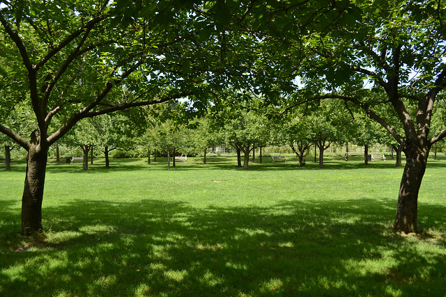 Lawn with trees.