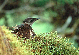 Marbled Murrelet Conservation Strategy