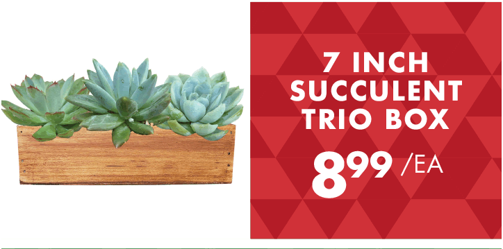 7 Inch Succulent Trio Box - $8.99 each