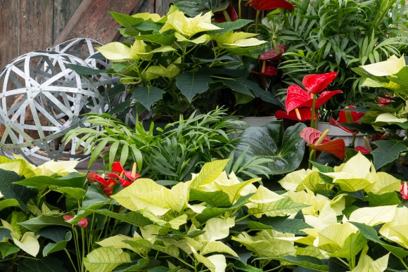 Holiday container plants