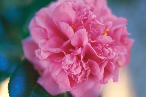 Pink camellia flower