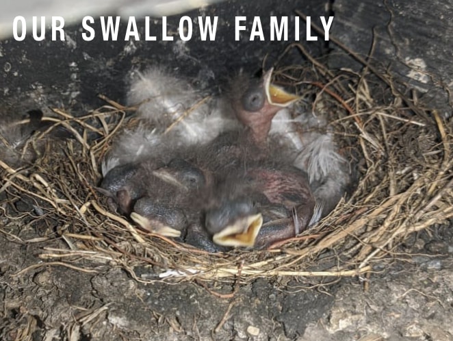 Our Swallow Family