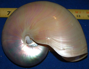 Pearl Nautilus
