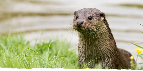 An otter emerges from a stream onto a grassy bank