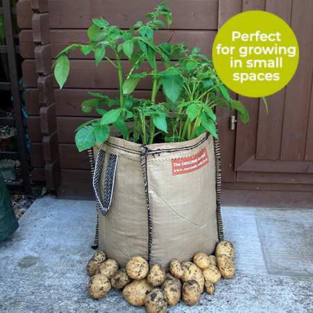 A Marshalls Potato Gro-Sack sat on a patio surrounded by potatoes