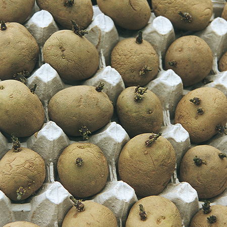 Seed potatoes sat in egg cartons during the chitting stage of growing