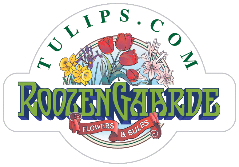 Tulips.com