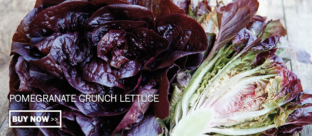 Click here to buy Pomegranate Crunch Lettuce
