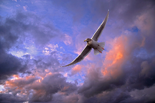 Soaring white bird by Don Paulson
