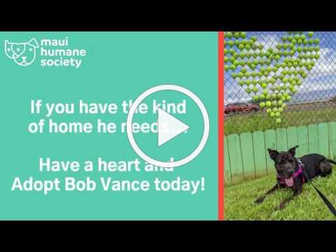 Bob Vance is a Smarty Pants That''s Looking for a New Home