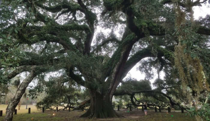 At Over 200 Years Old, One Of The Oldest Living Trees In Alabama Can Be Found In Geneva