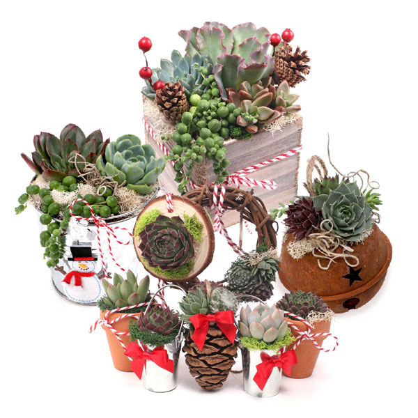 Succulents for the Holidays