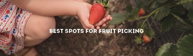 Fruit picking