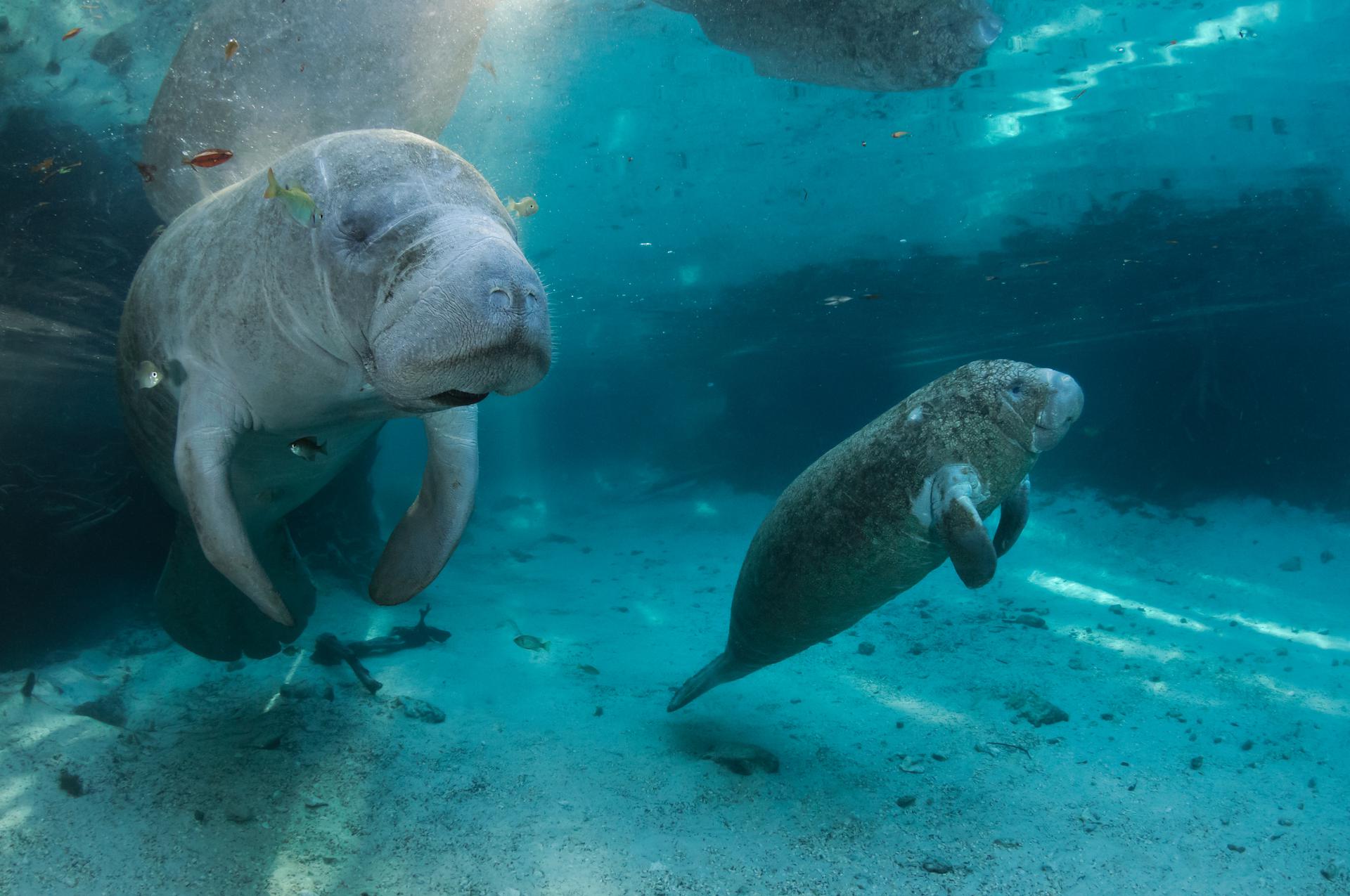 Manatees are Coming