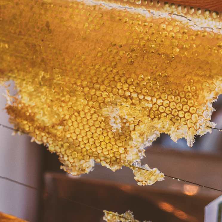 close-up of honeycomb