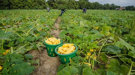 Farm workers select, trim and fill baskets with yellow squash for cleaning and packing at Kirby Farms Farms in Mechanicsville, VA on Sep. 20, 2013. Lance Cheung/USDA