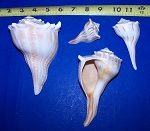 Left Handed Whelk Shells