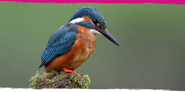 A kingfisher perches on a moss-covered branch