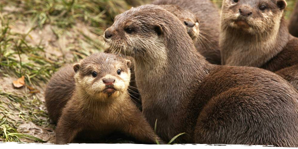A group of otters snuggle together on a muddy bank