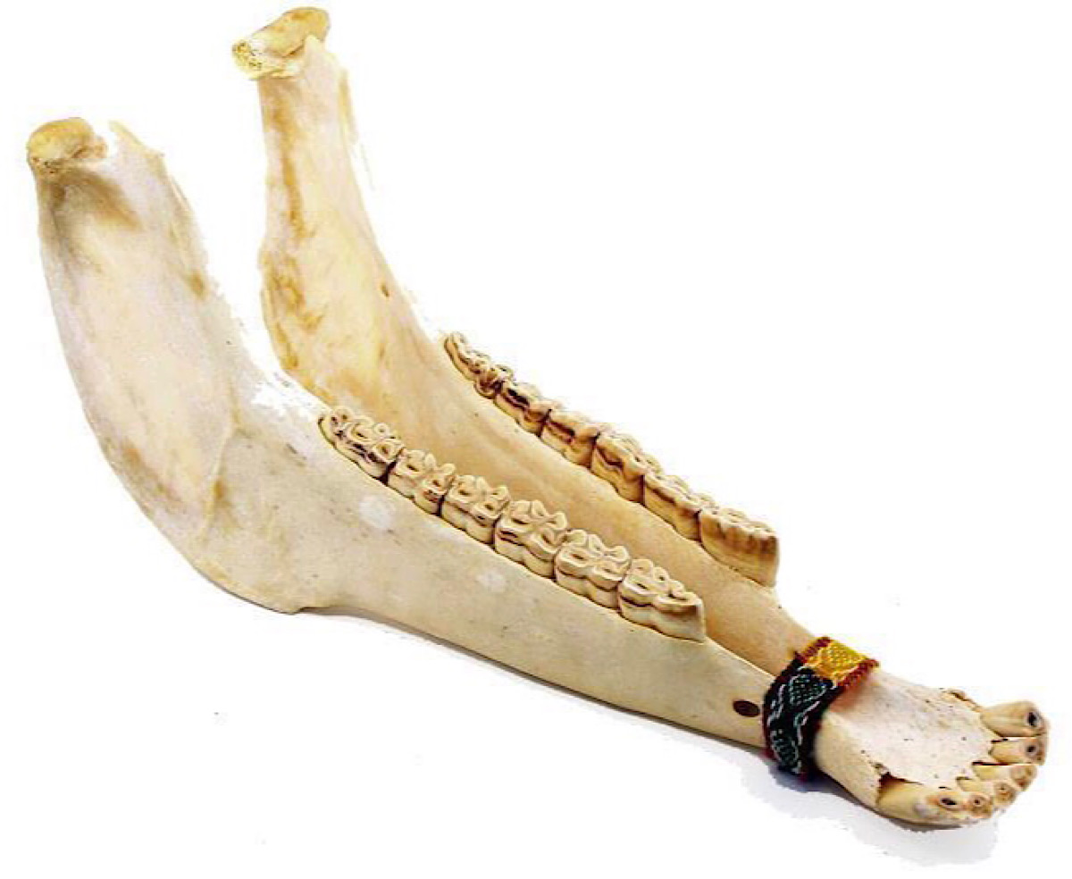 Quijada Donkey Bone Rattle