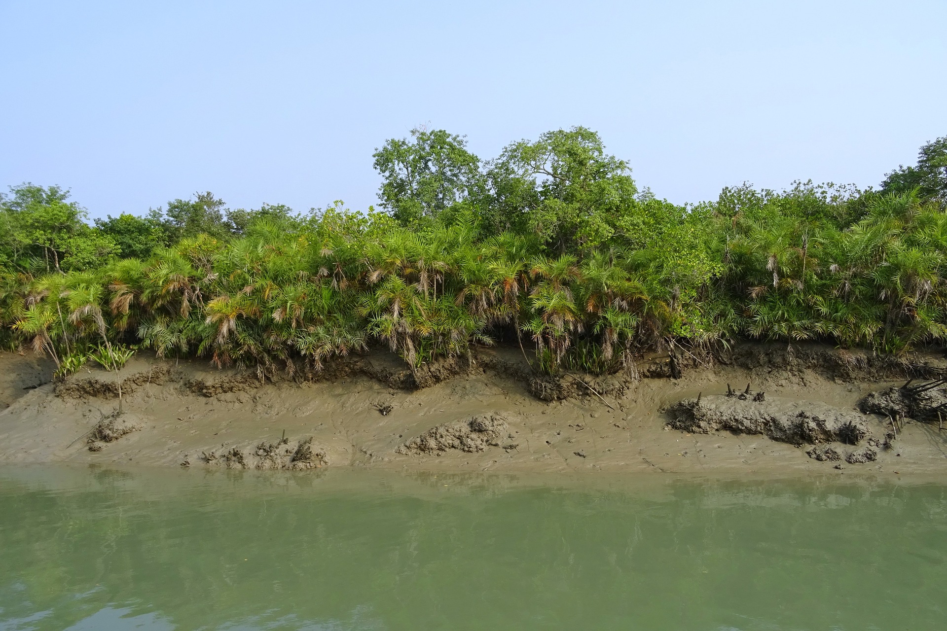 The Sundarbans region