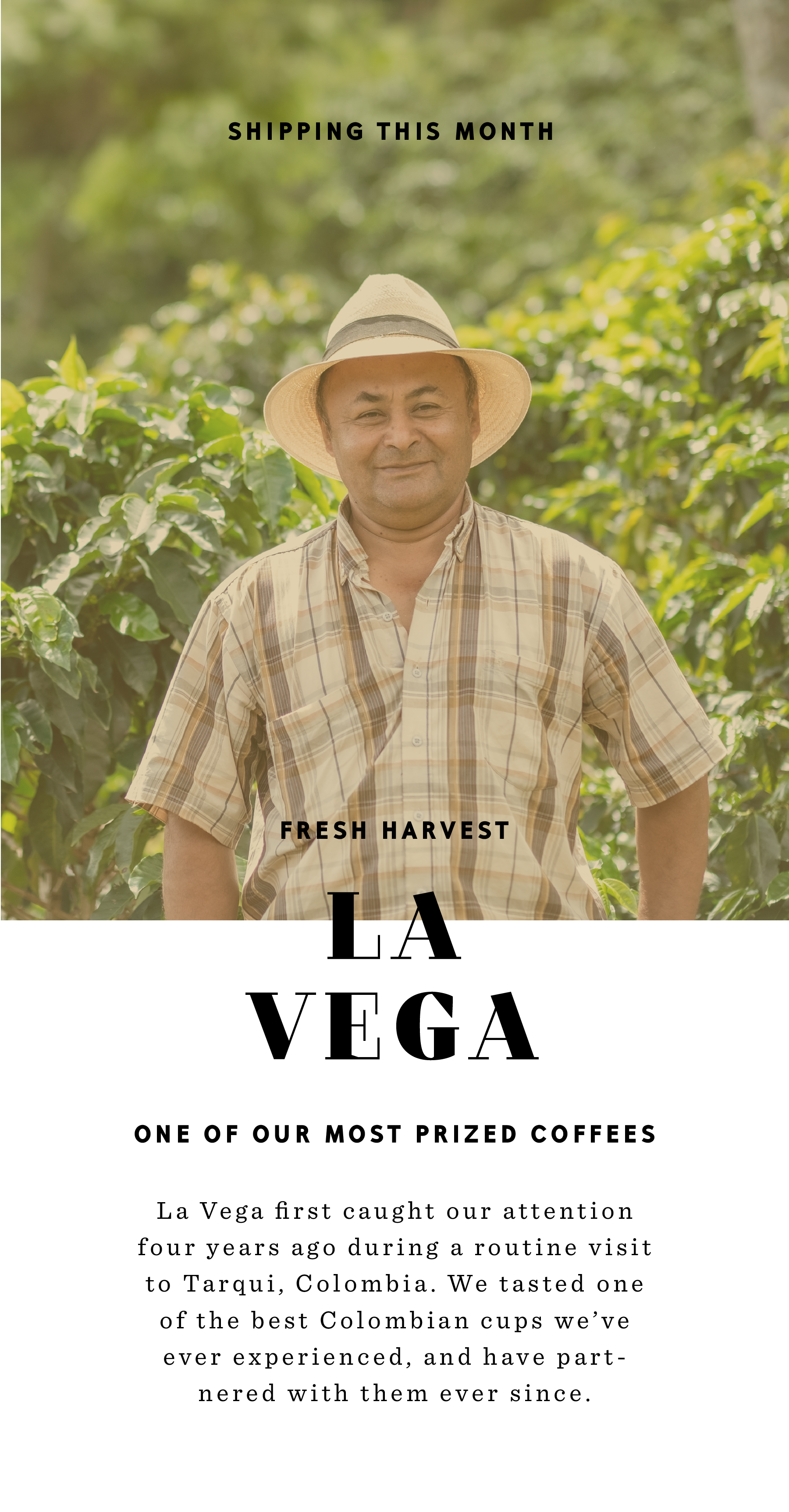 La Vega, Colombian coffee