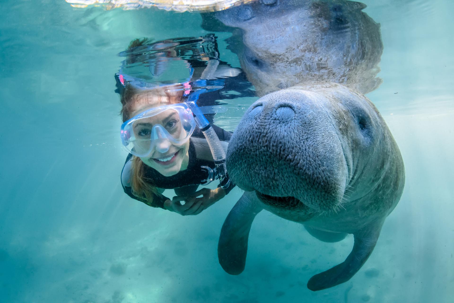 Swimming with a manatee