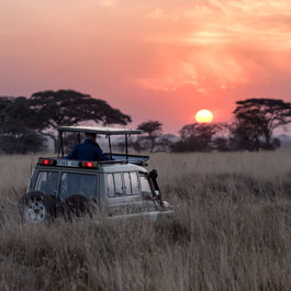 Game drive at Sunset