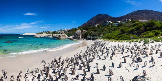 Cape Town Stony Point Penguins
