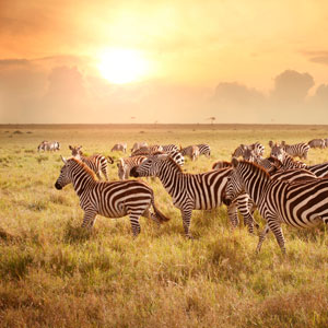 Zebras in the Masai Mara