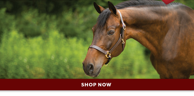 Up to 73% off Halters. 2/4/20 - 2/14/20.