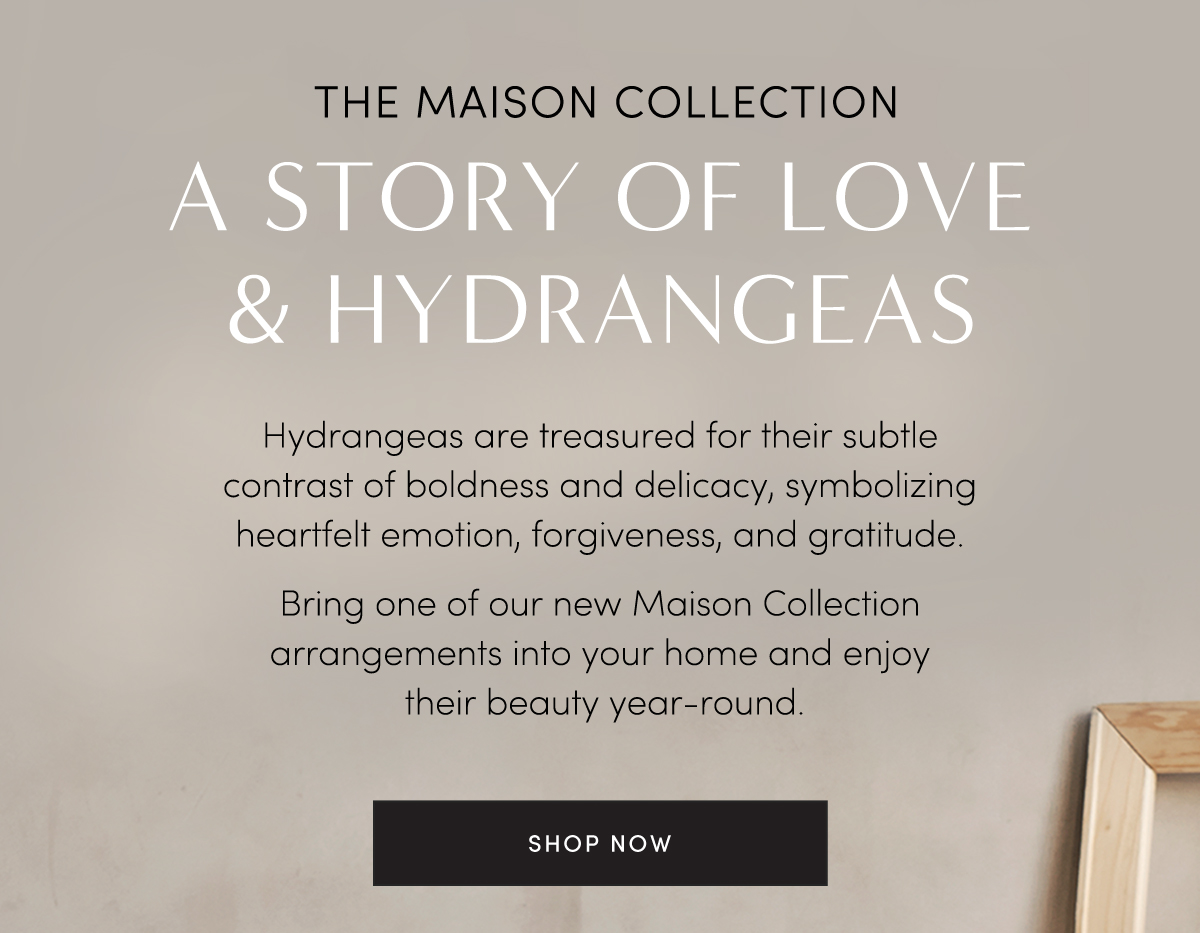 THE MAISON COLLECTION A STORY OF LOVE & HYDRANGEAS. Hydrangeas are treasured for their subtle contrast of boldness and delicacy, symbolizing heartfelt emotion, forgiveness, and gratitude. Bring one of our new Maison Collection arrangements into your home and enjoy their beauty year-round. Shop Now.