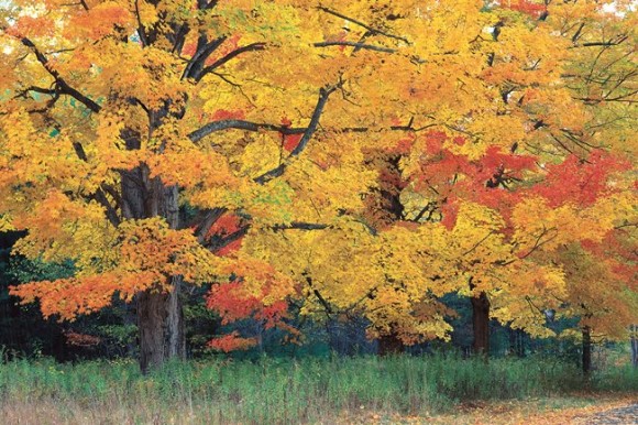 Trees with yellow and red leaves