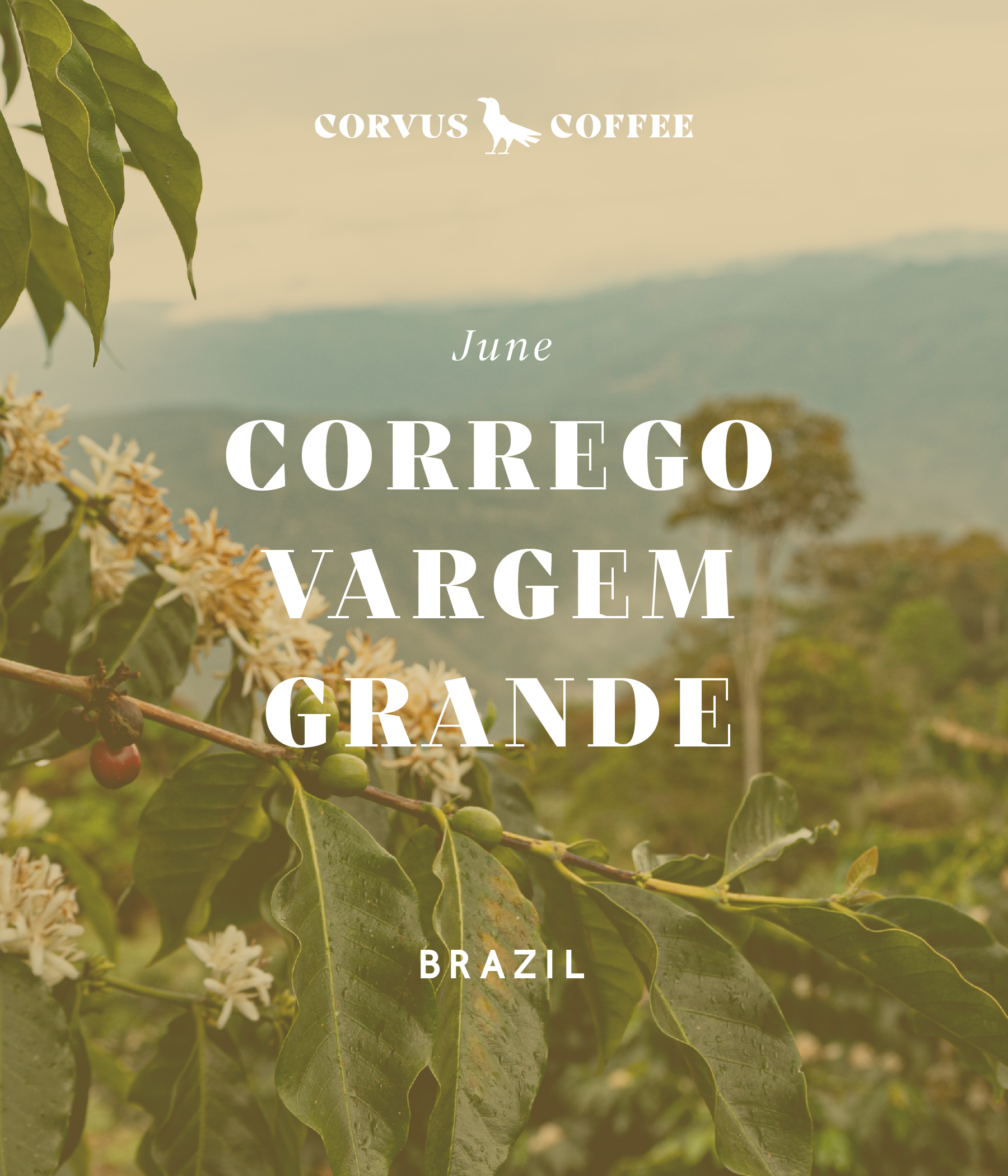 Brazilian single origin coffee