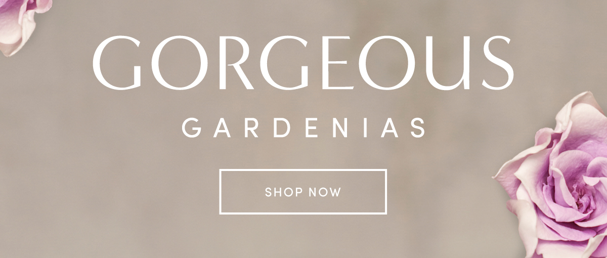 GORGEOUS GARDENIAS | shop now