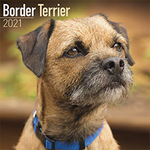 Border Terrier 2021