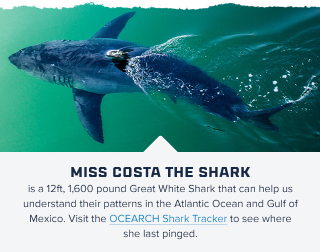 Miss Costa the Shark