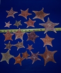 Bat Starfish Dried