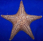 Bahama Caribbean Starfish