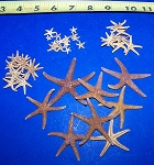 Brown Bay Starfish