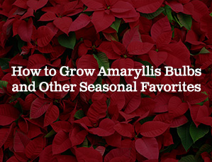 How to Grow Amaryllis Bulbs and Other Seasonal Favorites
