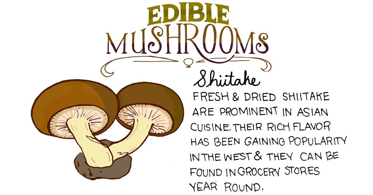 Mushrooms Help Reduce Hunger and Increase Feeling of Fullness