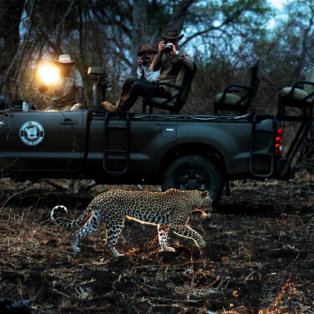 Up-close Leopard Sighting