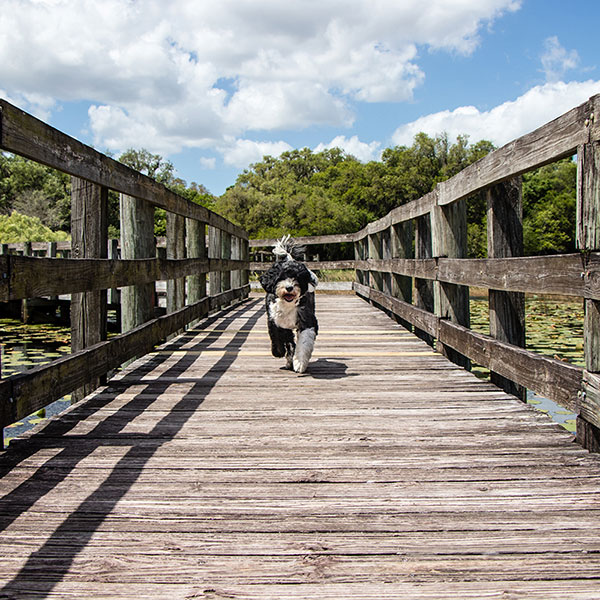 5 Nature Preserves & Parks in Jensen Beach - Image of a dog running across a wooden bridge